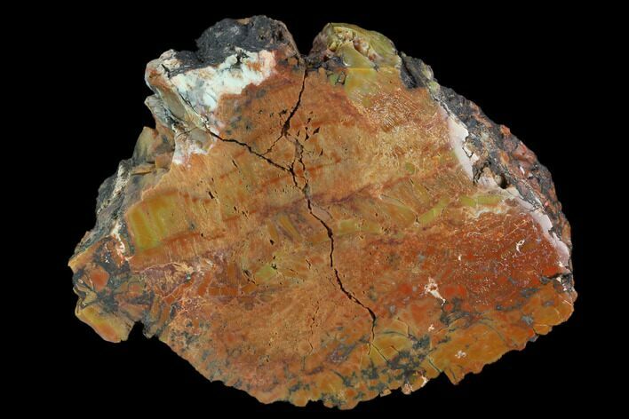 Colorful, Polished Petrified Wood Section - Arizona #129529